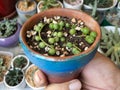 String of pearls Curio rowleyanus succulents in a terracotta pot holding in hand