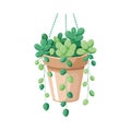 String of Pearls Hanging Plant Illustration in Pot for Decor Royalty Free Stock Photo