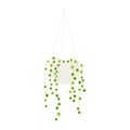 String of pearls houseplant in flowerpot. Flat hand drawn succulent hanging plant for modern home decor illustration.