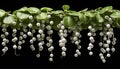 String of Pearls, isolated, white background. Royalty Free Stock Photo