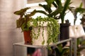 String of Pearls plant. Curio rowleyanus. Succulent green plant in white pot. bead thread. Home and garden concept. Plants love a