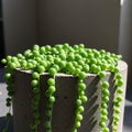 String of Pearls (Senecio rowleyanus) is displayed in a cylindrical concrete pot. The Royalty Free Stock Photo