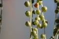 String of Pearls Succulent