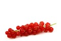 A string of red currant Royalty Free Stock Photo