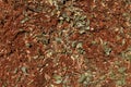 String Redgum Eucalyptus mulch textured background Royalty Free Stock Photo