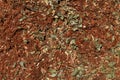 String Redgum Eucalyptus mulch textured background