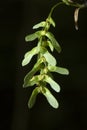 String of striped maple fruits, Penwood State Park, Bloomfield,