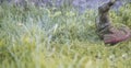 String trimmer mowing the grass, grass particles flying around Royalty Free Stock Photo