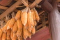 Organic corn drying on rafters of barn outbuilding in rural North Vietnam
