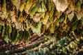 Strings with drying tobacco leaves Royalty Free Stock Photo