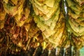 Strings with drying tobacco leaves Royalty Free Stock Photo