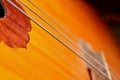 Strings of a musical instrument Royalty Free Stock Photo