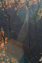 Strings of a spider`s web in back light in forest. With out spider