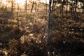 Strings of a spider web in back light in forest Royalty Free Stock Photo