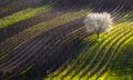 Strings of spring. The beginning of spring and the first flowering tree.White apple-tree and line of vineyards.