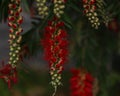 Strings of SRed Mucuna birdwoodiana tutch,Dream Birdwood`s Mucuna in full bloom Royalty Free Stock Photo