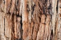 Stringy bark eucalyptus tree detail Royalty Free Stock Photo