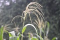 Corn Field, Corn mazes