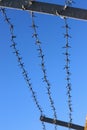 A strip of barbed cold wire on a perishable blue sky. Barbed wire fence. Prohibited zone Royalty Free Stock Photo