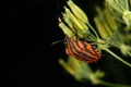 Strip bug (Graphosoma lineatum)