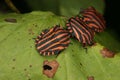 Strip bugs (Graphosoma lineatum) Royalty Free Stock Photo