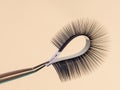 strip for eyelash extensions on a uniform tone, twisted, held with tweezers. Industry artificial eyelashes, eyelash extensions,