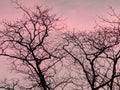 Strip of tree branches silhouette against sunset background of orange and pink sky Royalty Free Stock Photo