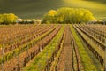 Strip of vineyards in spring landscape Royalty Free Stock Photo