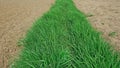 Strip of young fresh green grass between areas of cultivated soil on both sides Royalty Free Stock Photo