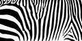 Stripe animal jungle texture zebra vector black white Royalty Free Stock Photo