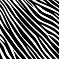 Stripe animal jungle texture zebra vector black white