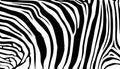 Stripe animals jungle texture zebra vector black white