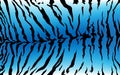 Stripe animals jungle tiger water fur texture pattern blue white and black