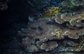 Stripe butterflyfish in actinia. Coral reef underwater photo. Butterfly fish couple. Tropical seashore snorkeling Royalty Free Stock Photo