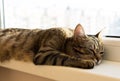 Stripe cat napping and lying on a windowsill Royalty Free Stock Photo