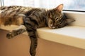 Stripe cat napping and lying on a windowsill Royalty Free Stock Photo