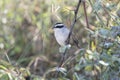 Stripe-headed Sparrow Peucaea ruficauda in Brush in Mexico