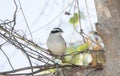 Stripe-headed Sparrow Peucaea ruficauda in Brush in Mexico