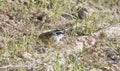 Stripe-headed Sparrow Peucaea ruficauda in Brush in Mexico