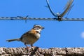 Stripe headed sparrow -Peucaea ruficauda