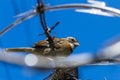 Stripe headed sparrow -Peucaea ruficauda