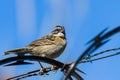 Stripe headed sparrow -Peucaea ruficauda