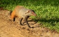 Stripe necked mongoose, Herpestes vitticollis, Bandipur National Park, Karnataka, India