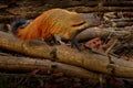 Stripe-necked Mongoose, Herpestes vitticollis, fur coat animal in the nature habitat. Mongoose in the forest, Kabini Nagarhole NP