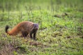 Stripe necked Mongoose