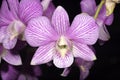 Stripe Purple Orchid Royalty Free Stock Photo