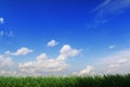 Stripe of rich green grass against blue sky Royalty Free Stock Photo