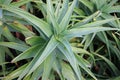 Stripe stemmed aloe plant leaves