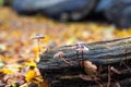 Stripe-stemmed Mycenas survive on an old dead tree trunk in the forest of Heiloo. Bokeh creates a blurred background, where the au