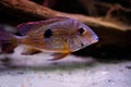 Stripe tail aka Geophagus Winemilleri Cichlid, vibrant fish from amazon river swimming under water Royalty Free Stock Photo